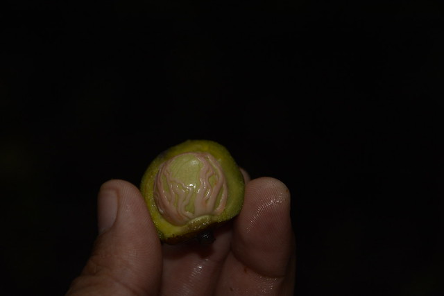 Gymancranthera canarica