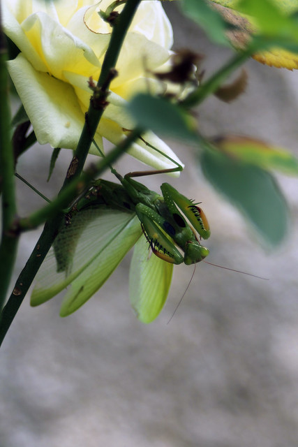 A Very Angry Praying Mantis