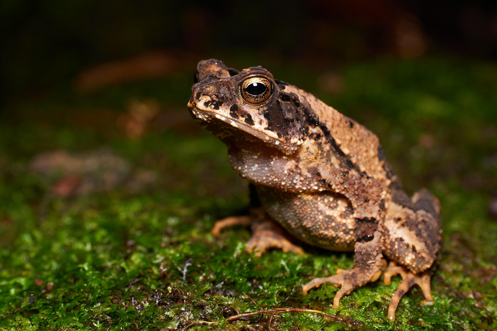 Wet Forest Toad