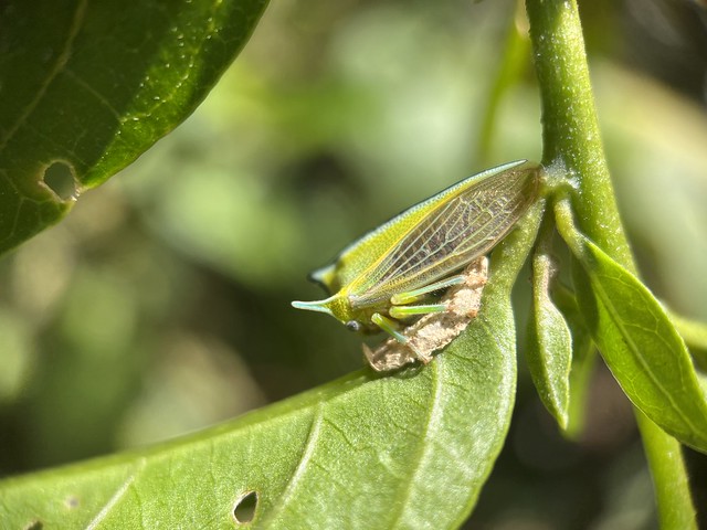 A treehopper on a leaf covering its egg mass