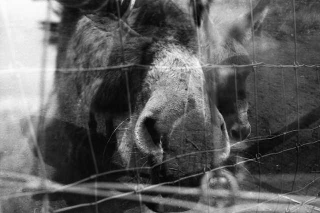 Double Donkey. (35mm) | Exp. 03/2023 Kentmere 100.