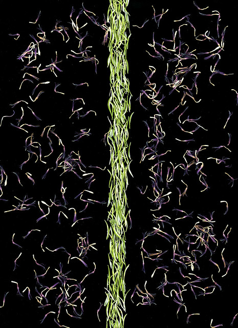 63792.01 Ornithogalum umbellatum, Centaurea montana