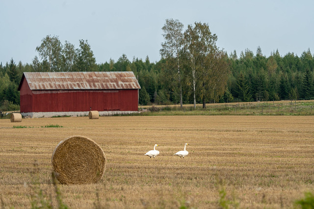 Swans on the Field