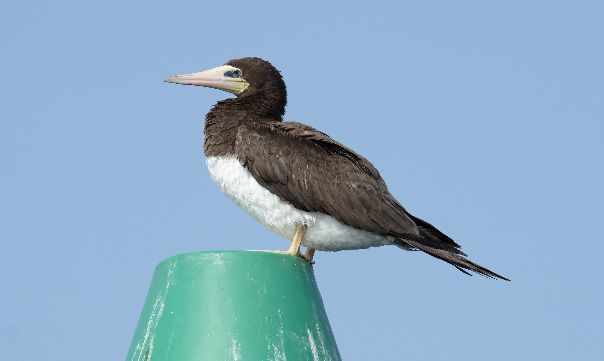 Brown booby on favourite Green Buoy No.5