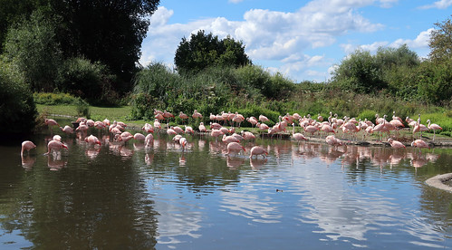 Chilean Flamingo