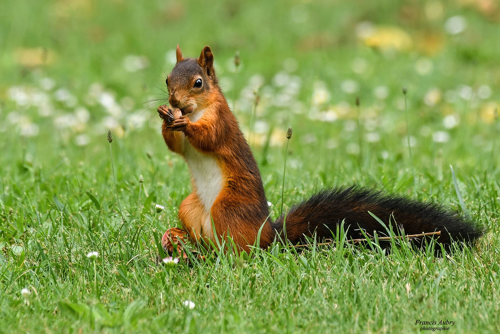 *Explore* Ecureuil roux (Sciurius vulgaris) Red Squirrel