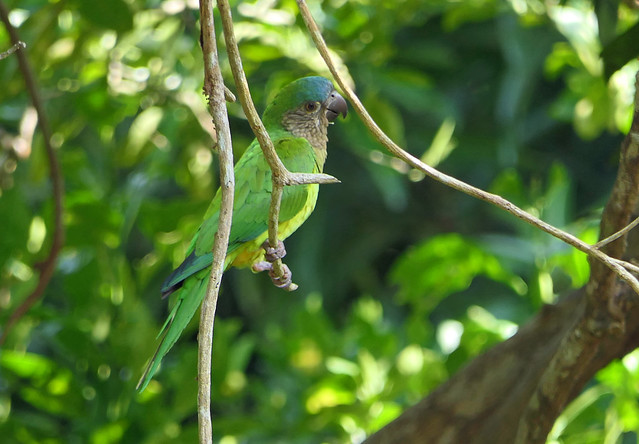 Perico Carisucio, Brown-throated Parakeet (Aratinga pertinax) (Eupsittula pertinax)
