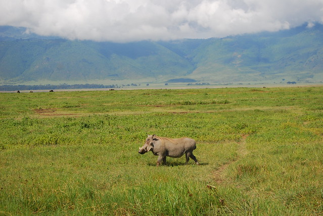 Warthog walking in the Ngorongoro crater