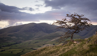 Thorn tree on Firbank Fell, Howgill Fells near Sedbergh, Yorkshire Dales National Park, Cumbria, UK