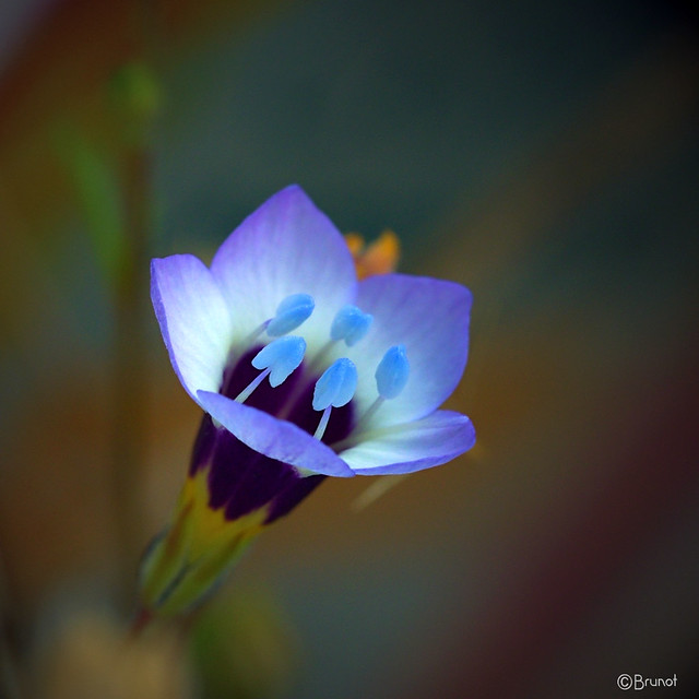 Fort jolie mini-fleur* 👀 gilia tricolor 🌼🌷🌻