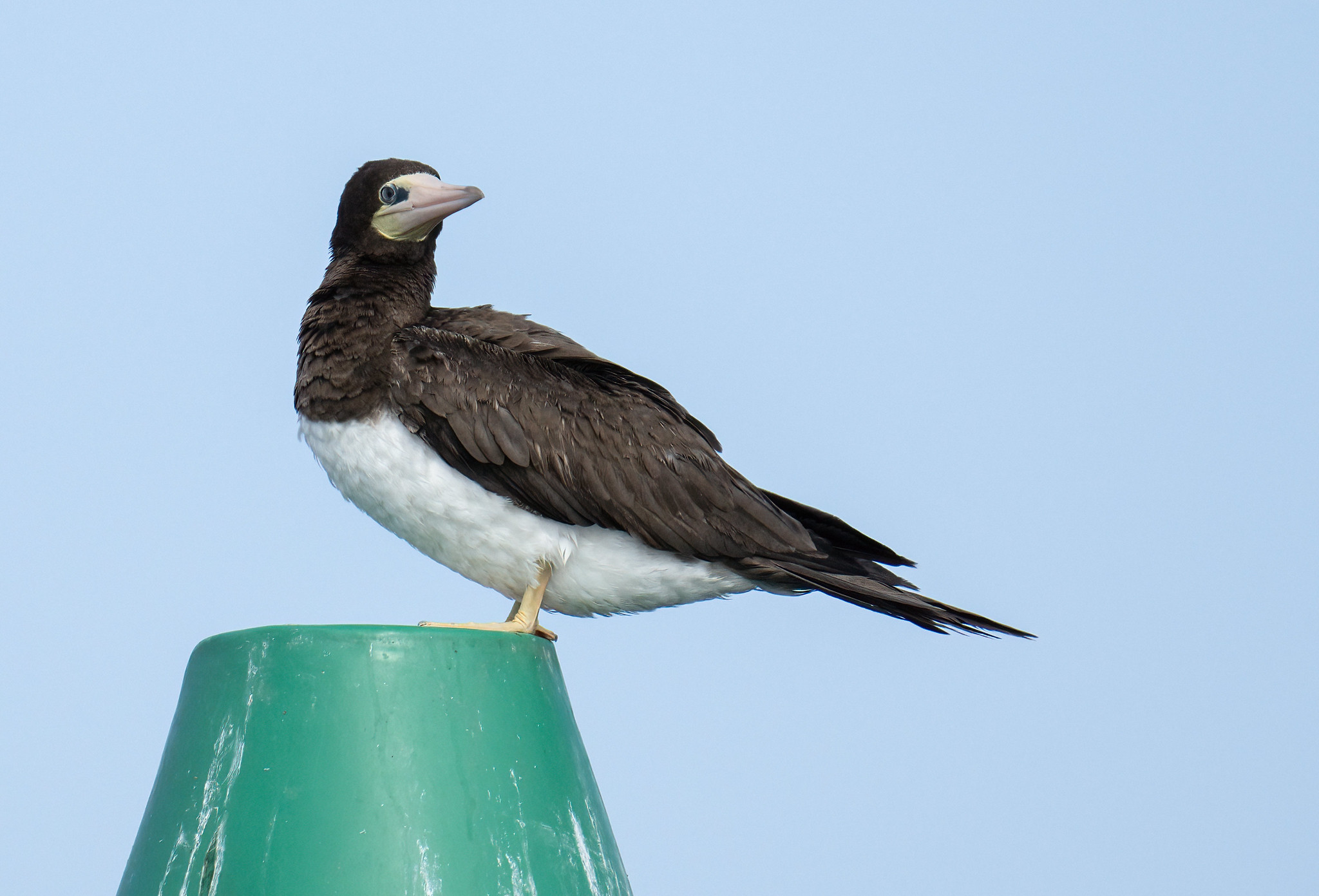 Brown booby on favourite Green Buoy No.5