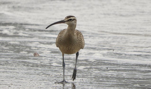 Whimbrel at the Beach
