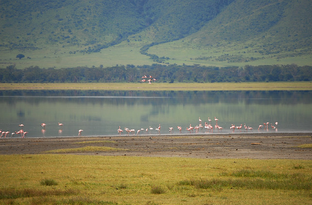 Flamingos in Lake Magadi, Ngorongoro Crater