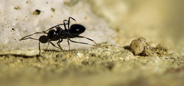 An African Ant. A Grain of Sand.