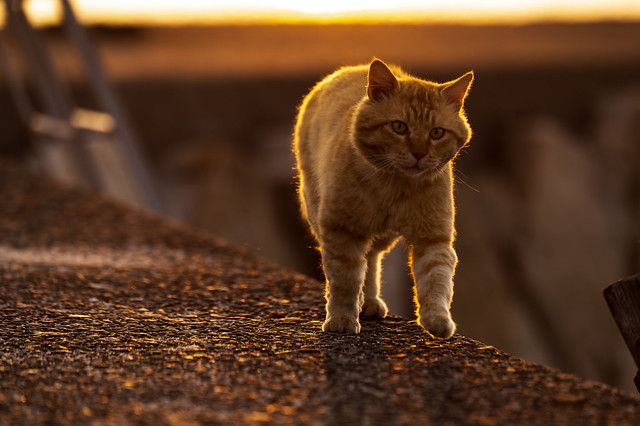 夕陽を浴びる漁港の猫 #4ーThe harbor cat enjoys the sunset #4