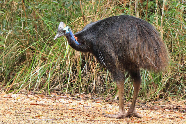 Southern Cassowary, young and endangered
