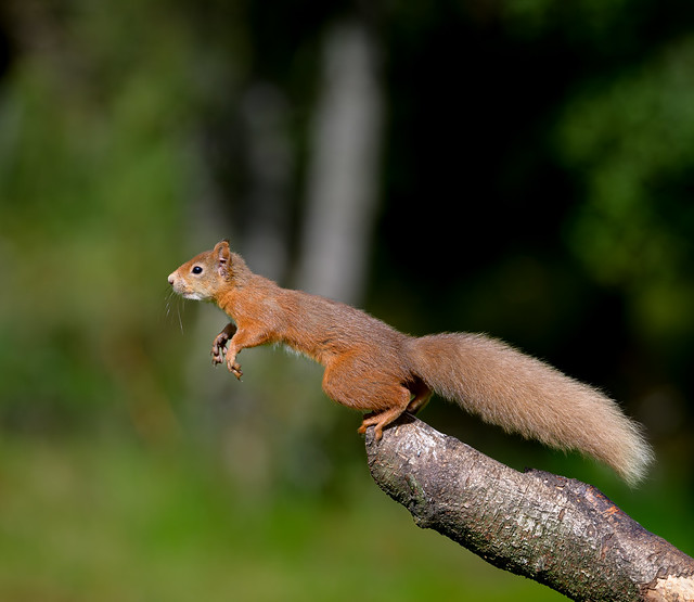 Penny Hedge Hide - Squirrels