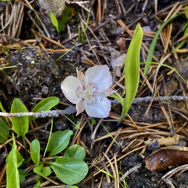 Calochortus minimus (Sierra Mariposa Lily)