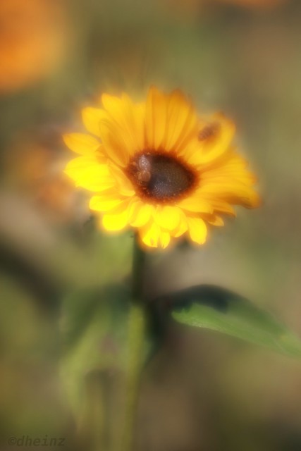 Sunflower  🌻