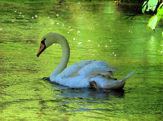 Swan song , Plymouth, Massachusetts