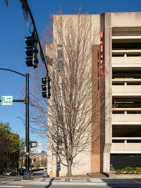 A maple tree for a parking garage.