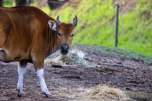 On a sunny autumn evening, adult Banteng poses for camera in between feeding. Both males and females have white stockings on their lower legs, a white rump, a white muzzle, and white spots above the eyes. Uncropped image