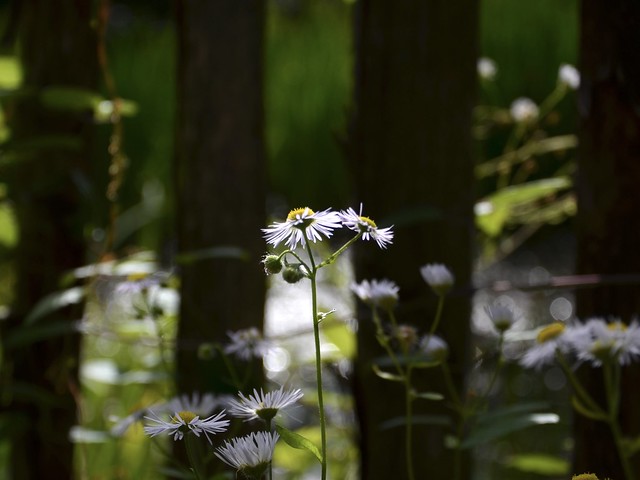 Blumen am Teich / flowers by the pond
