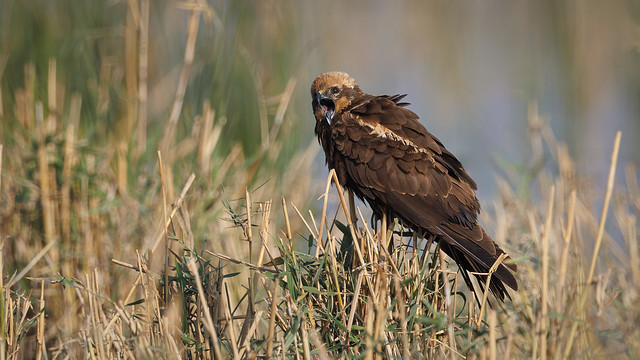 A Western Marsh Harrier calling out in the marsh