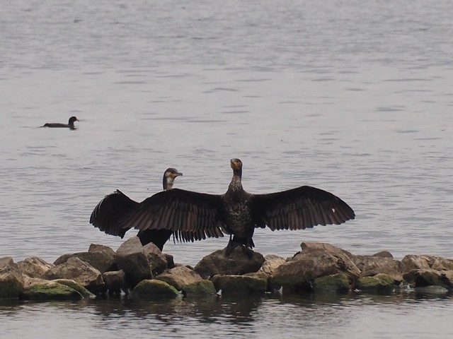 Cormorants brag about the size of the fish they caught this afternoon…