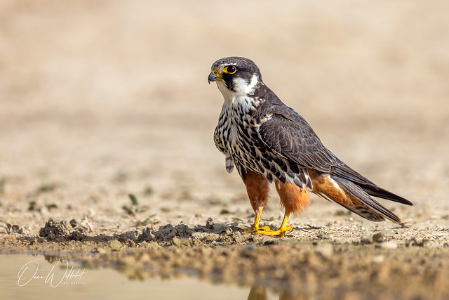 (Eurasian) Hobby; Falco subbuteo