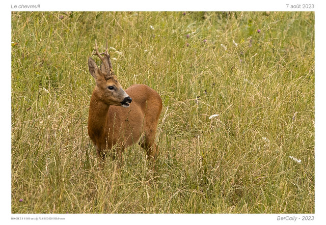 Le chevreuil | Deer