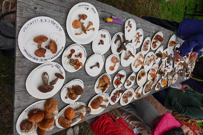 Mushroom association's table