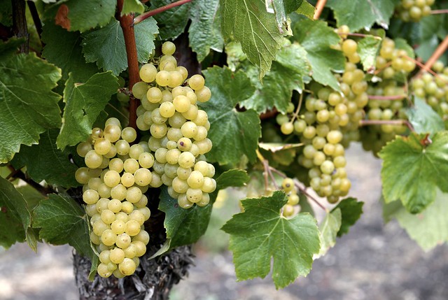 Chardonnay Grapes on the vine 2023