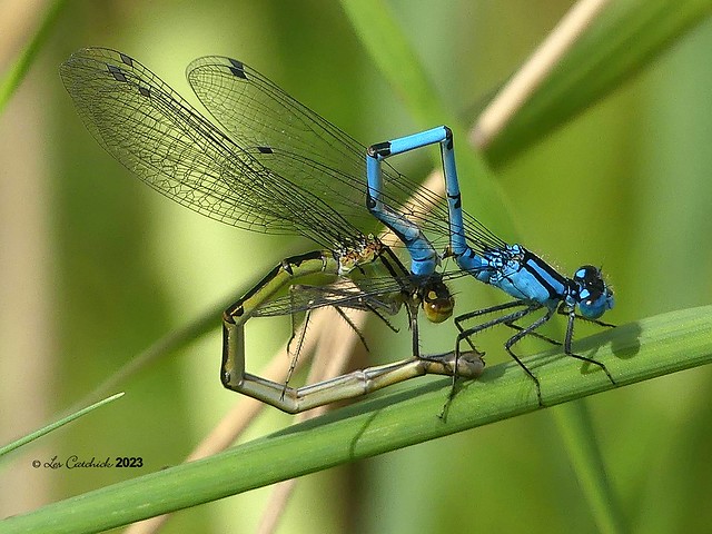 Common blue damselflies mating ?