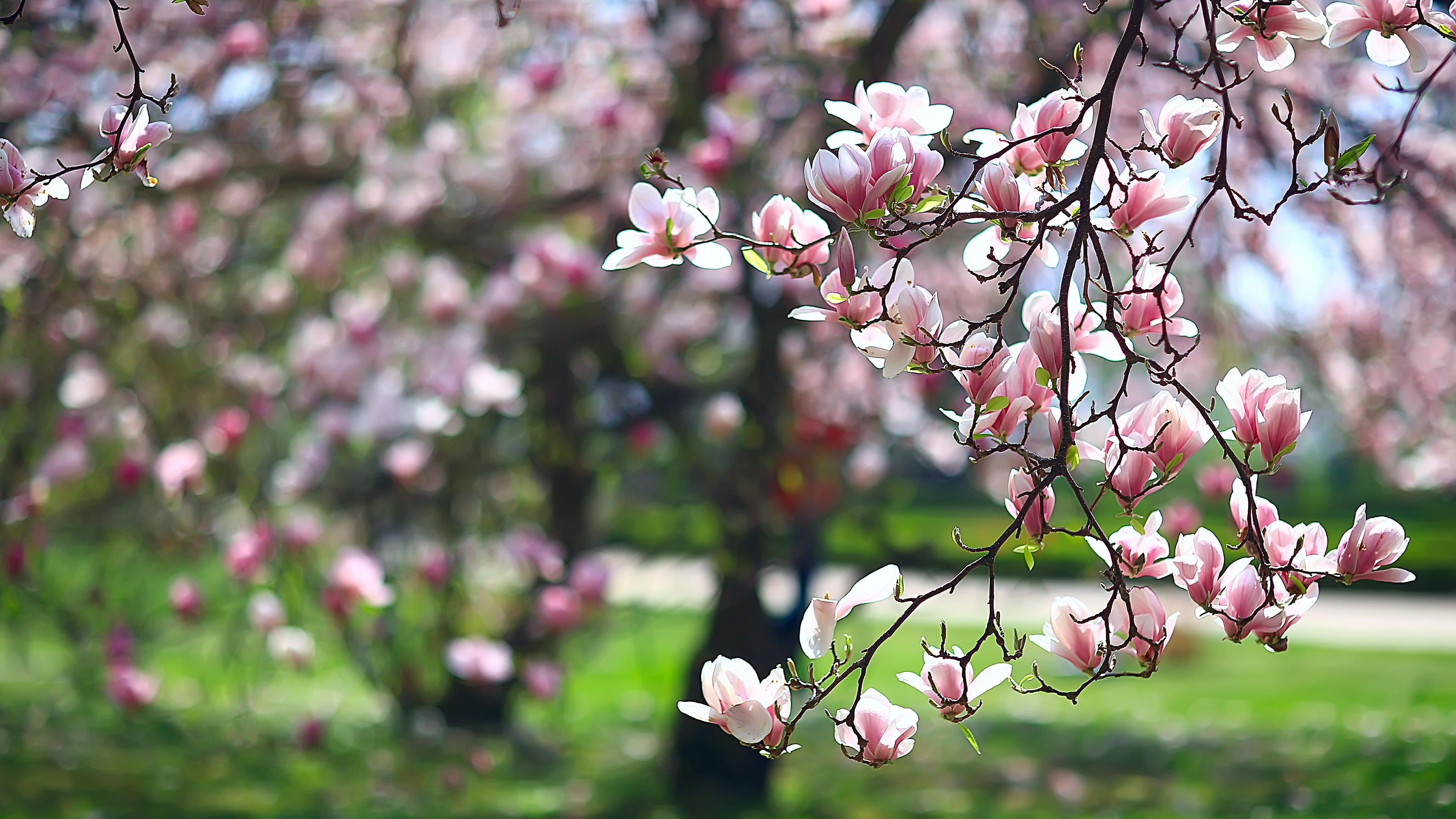 Magnolia blossom in a spring garden.