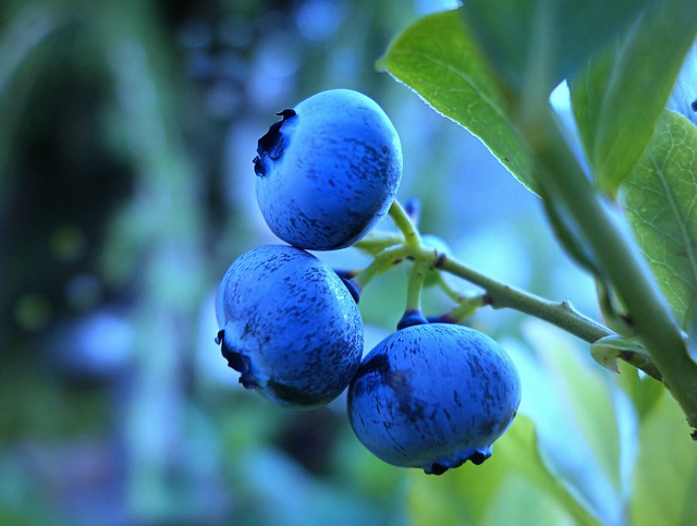 three blueberries