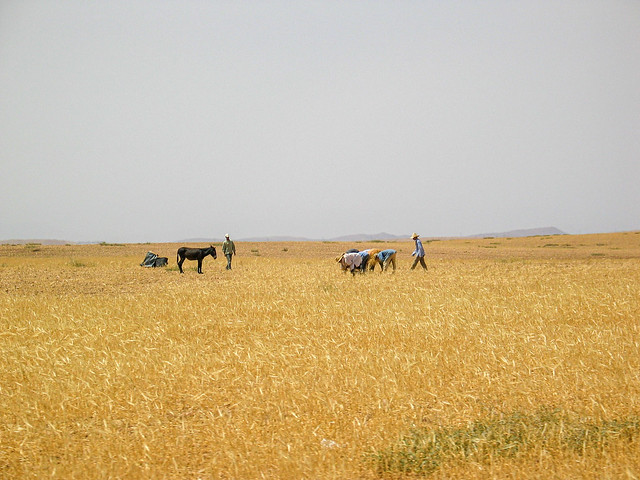 Marruecos, agricultura tradicional (junio de 2005)