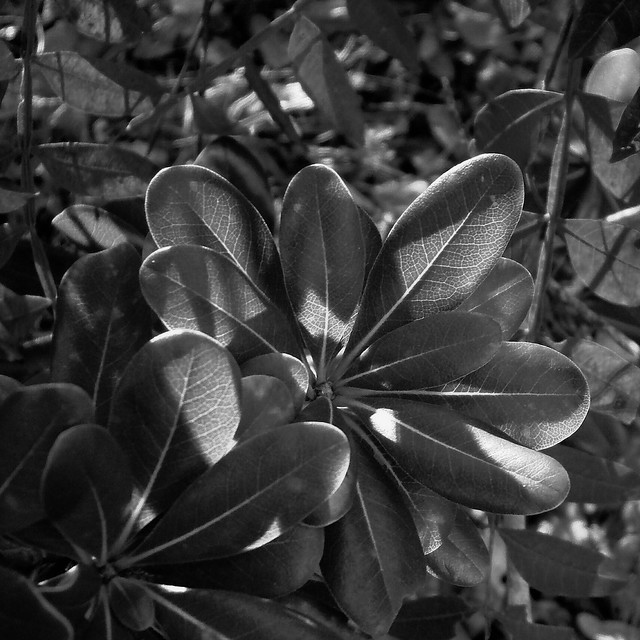 Plants Shadowed in My Yard -:- 6742 (PP)