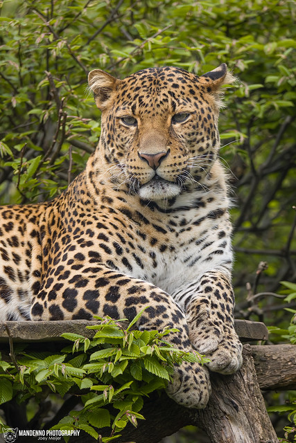 Javan Leopard - Zoo Prague