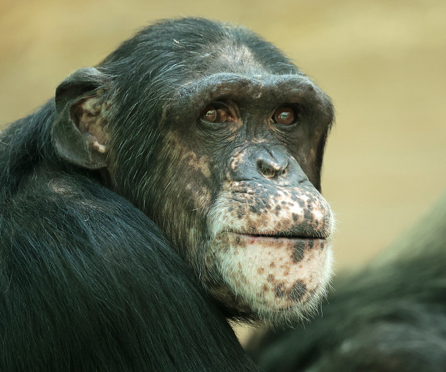 chimpanzee antwerpen ED8A1193