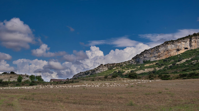 Sheep herd - de Canyon de Lumbier