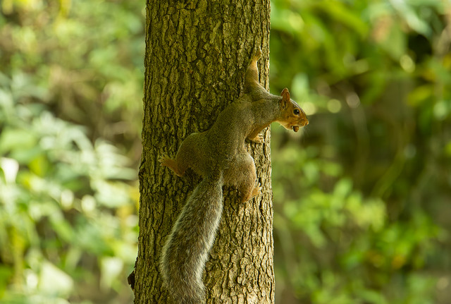 Grey squirrel- banks of the Dodder river in Ireland this morning