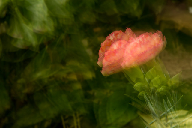 Abstract shoot of pink carnation captured with intentional camera movement