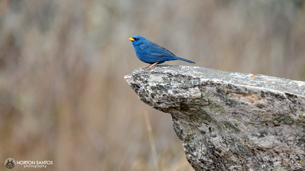 Blue Finch / Campainha-azul / Porphyrospiza caerulescens