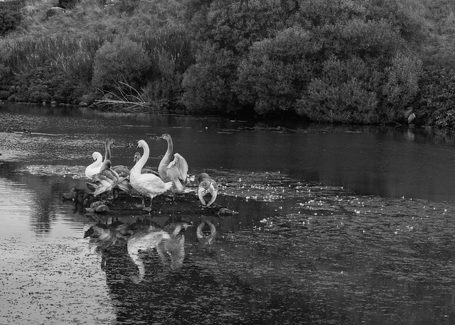 swans and a heron