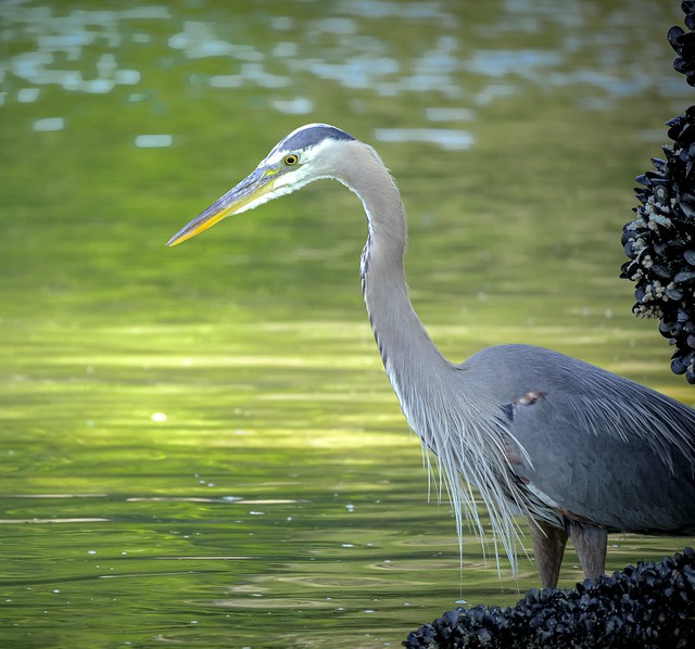 Great Blue Heron, Deep Cove, Vancouver