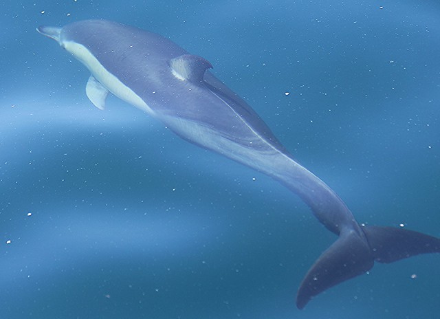 Common Pacific Dolphin