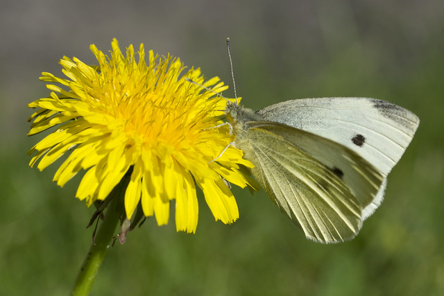 Small White Butterfly Feed