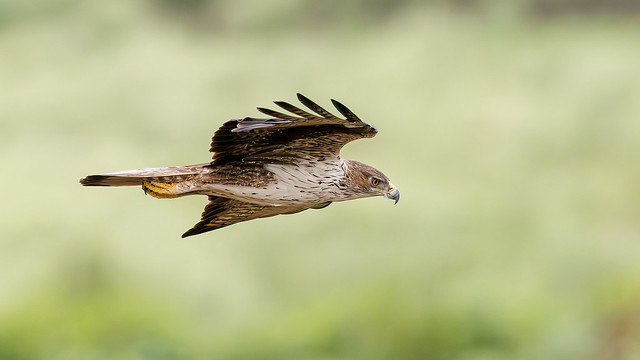 A Bonelli's Eagle in flight