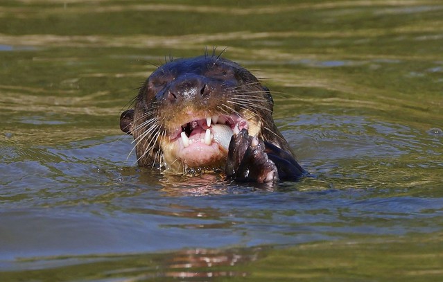 Giant River Otter Eating A Fish (Pteronura brasiliensis)